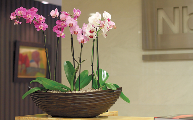 Орхидеи в дизайне офисного интерьера
